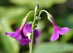 Primula alpicola violacea